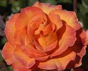 unknow artist Realistic Orange Rose oil